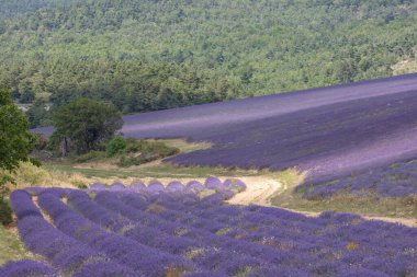Fransa ve Avrupa 'da mor lavanta şeritleri