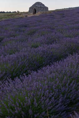 Fransa, Avrupa 'daki lavanta tarlalarındaki yuvarlak taş ev.