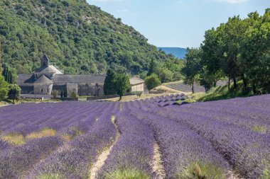 Provence, Fransa ve Avrupa 'daki Abbey Notre Dame de Senanque' ın önündeki lavanta tarlaları