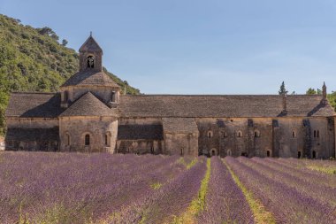 Provence, Fransa ve Avrupa 'daki Abbey Notre Dame de Senanque' ın önündeki lavanta tarlaları