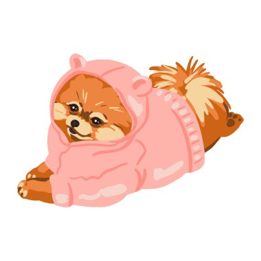 Kıyafetli şirin bir Pomeranya köpeği karnının üzerinde yatıyor. Pembe kazak. Küçük köpek cinsi. El çizimi eskiz stili. İzole edilmiş beyaz arkaplanda vektör illüstrasyonu.