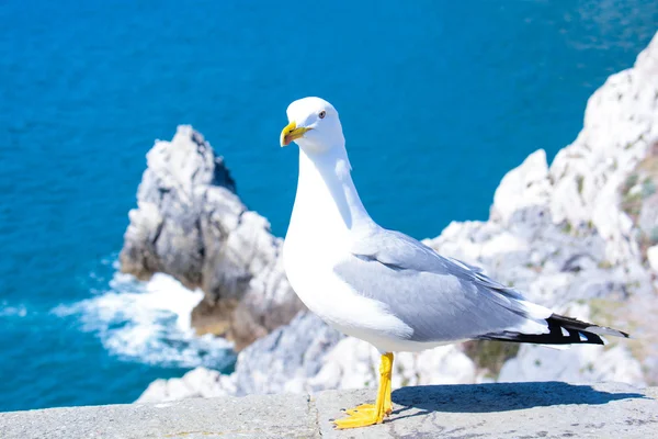A gaivota voa livre no céu como Jonathan — Fotografia de Stock