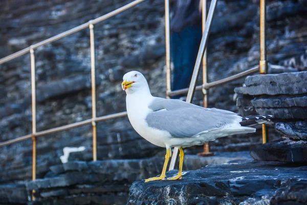 A gaivota voa livre no céu como Jonathan — Fotografia de Stock