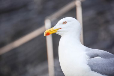 vahşi martı göstermek kendisi
