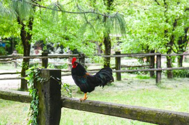wild rooster overviewing clipart