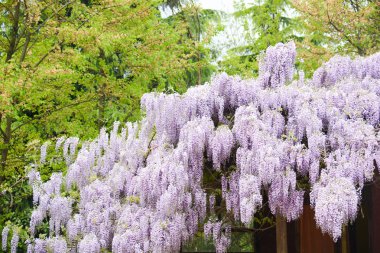 çiçek arka plan bahar