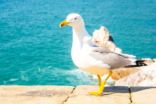 Gaivota selvagem mostrar-se — Fotografia de Stock