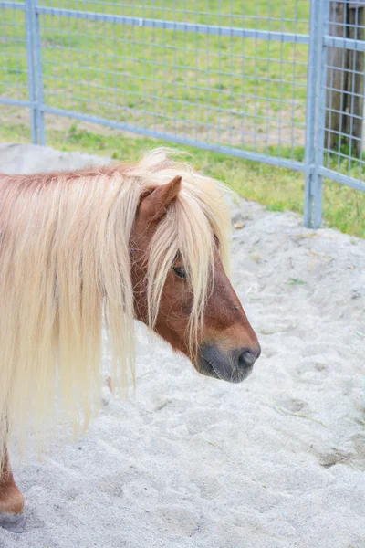 Pony wacht voor kind — Stockfoto