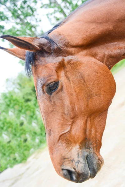 Paard kampioen een — Stockfoto