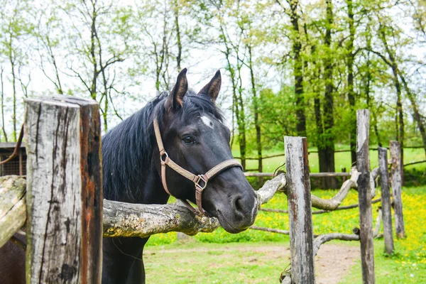 Paard rijden te wachten — Stockfoto