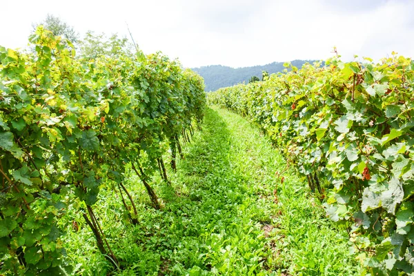 Włoski górskich winnic — Zdjęcie stockowe