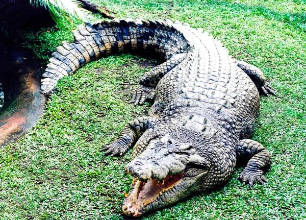 Crocodilo australiano realmente selvagem — Fotografia de Stock