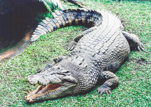 Crocodilo australiano realmente selvagem — Fotografia de Stock