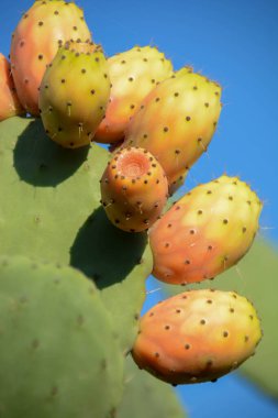 Vahşi meyveler için yabani renkler, Sicilya 'nın yabani armutları