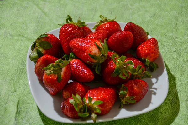 Fraises Italiennes Fraîchement Cueillies Dans Verger — Photo