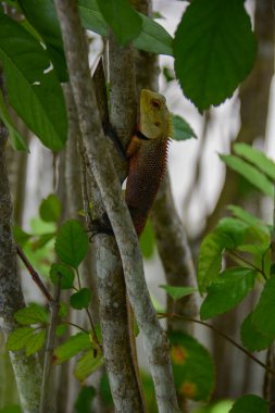 Tropikal bir adaya uyum sağlamak için hareketsiz duran vahşi bir sürüngen.