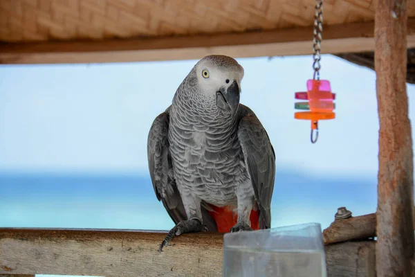 Papagaio Selvagem Que Para Sobreviver Deve Ser Mantido Amarrado Porque — Fotografia de Stock