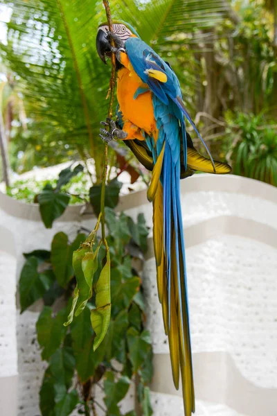 Papagaio Selvagem Que Confia Homem Leva Comida Uma Distância Segura — Fotografia de Stock