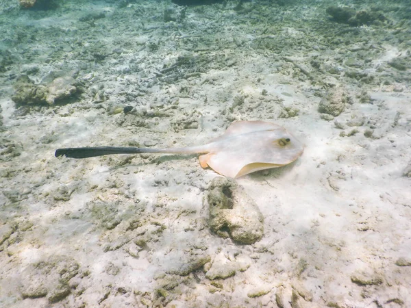 Мальдивы Тропические Рыбы Коралловом Рифе Разрушенные Цунами Восходящие Кораллы — стоковое фото