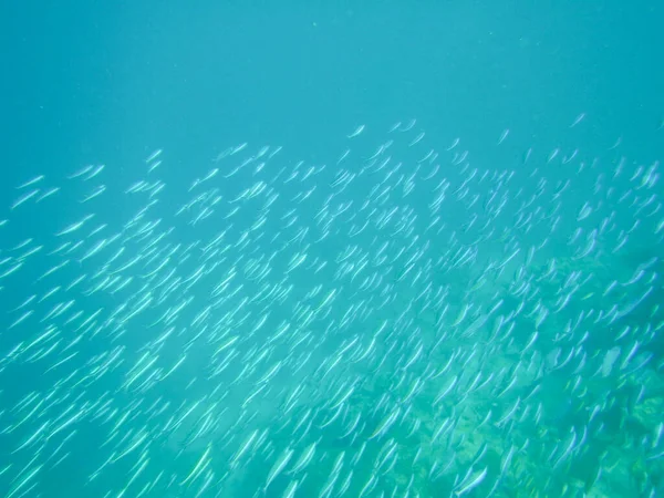 Halrajok Korallzátonyon — Stock Fotó