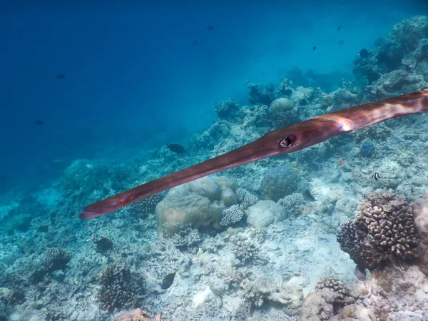 Trumpet Fish Maldives Sea — Stock Photo, Image