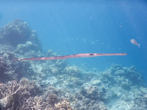 Pesce Tromba Mare Delle Maldive — Foto Stock
