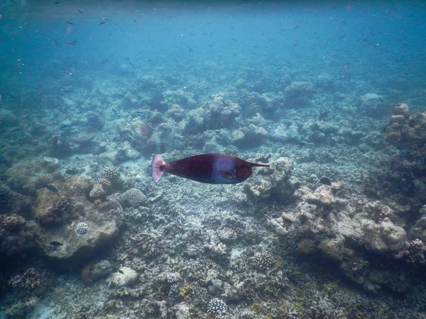 サンゴ礁のユニコーン魚が食べ物を探しています — ストック写真