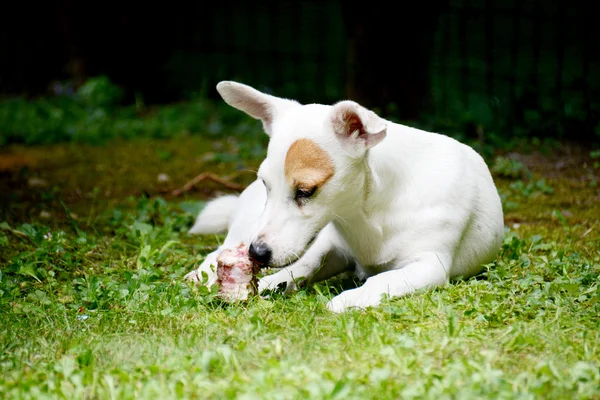 Jack russel terrier, vadászat — Stock Fotó