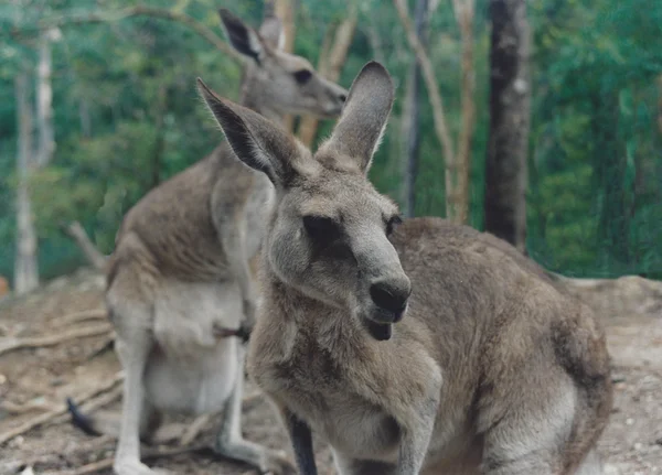 Canguro australiano —  Fotos de Stock