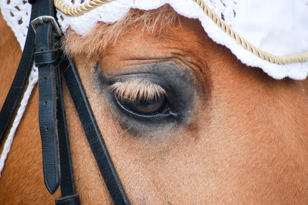 Oog van pony — Stockfoto