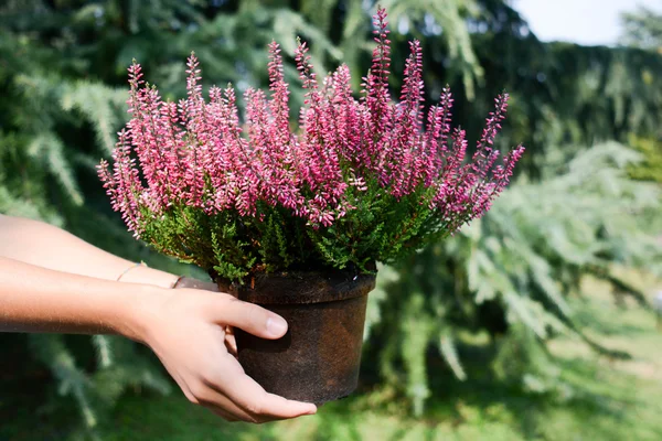 Jong en natuur een goede manier voor de toekomst — Stockfoto