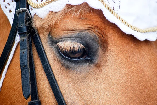 Pony ogen — Stockfoto