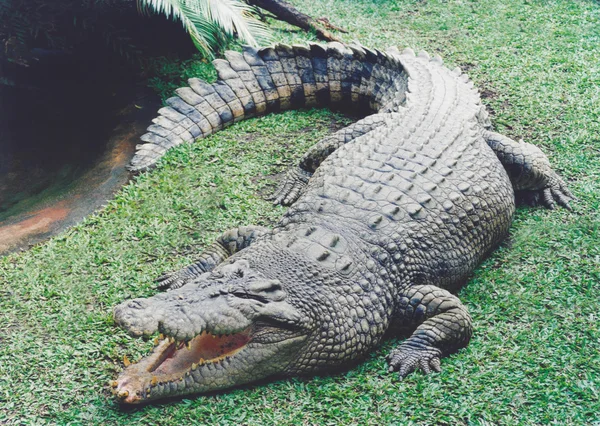Avustralya taze su timsahı