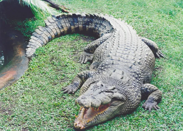 Avustralya taze su timsahı