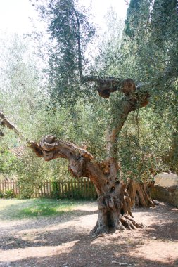 İtalyan zeytin ağacı laik