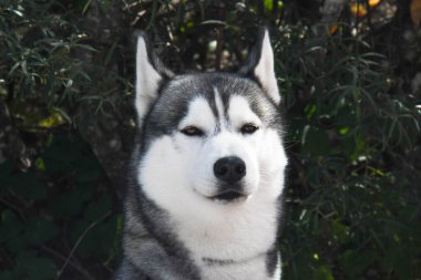 Kurt sadece peri masallarında kötüdür ama insanın en iyi dostudur, poz verirken hayran olunur.