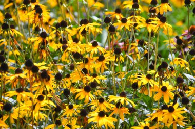 Arkaplan olarak güzel çiçeklerden bir halı
