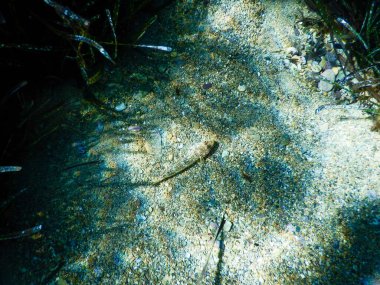 İtalyan Akdeniz 'deki Posidonia çayırları su altında, Akdeniz' deki balık ve bitkileri vurdu