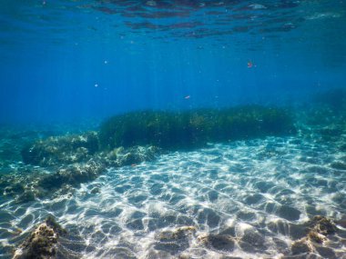 İtalyan Akdeniz 'deki Posidonia çayırları su altında, Akdeniz' deki balık ve bitkileri vurdu