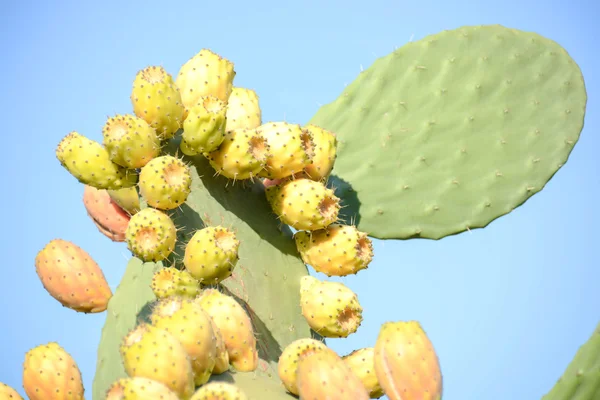 Prickly pears coloured — Stock Photo, Image