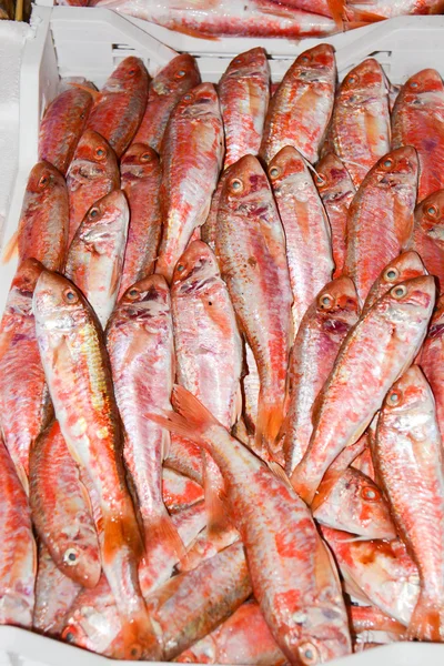 Freshly picked fish — Stock Photo, Image