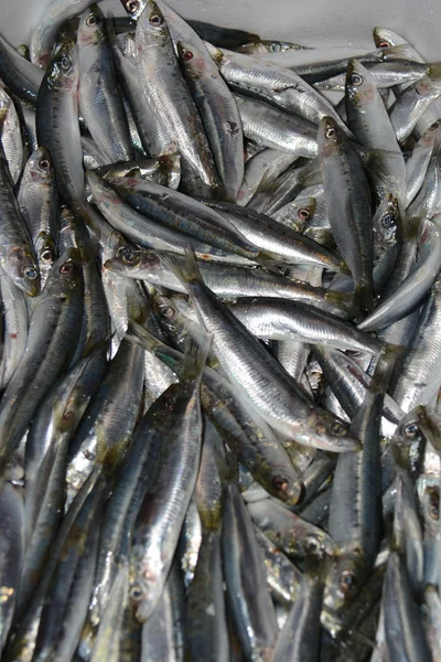 Freshly fished fish — Stock Image Freshly fished fish Royalty Free Stock Photos