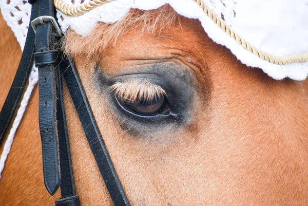 Oog van pony — Stockfoto