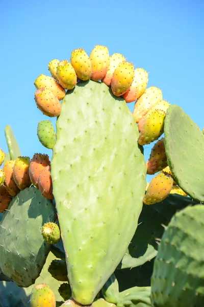 Vilda naturen bakgrund — Stockfoto