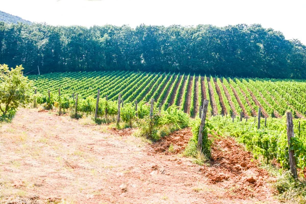 Szőlőskert régi mezőgazdasági modern bor — Stock Fotó