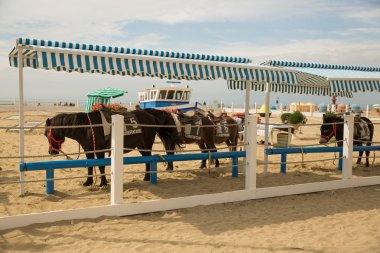 Park yerinde midilli