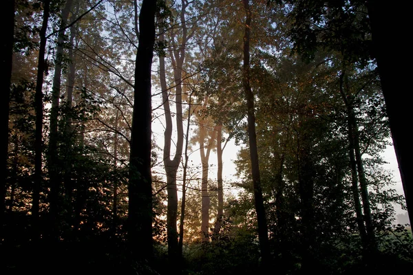 atmospheric mood in the forest, the silhouettes of the trees appear in a special light