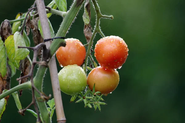 Φρέσκες Ντομάτες Σταγόνες Βροχής Ώριμα Και Άγουρα Φρούτα Κρέμονται Στο — Φωτογραφία Αρχείου