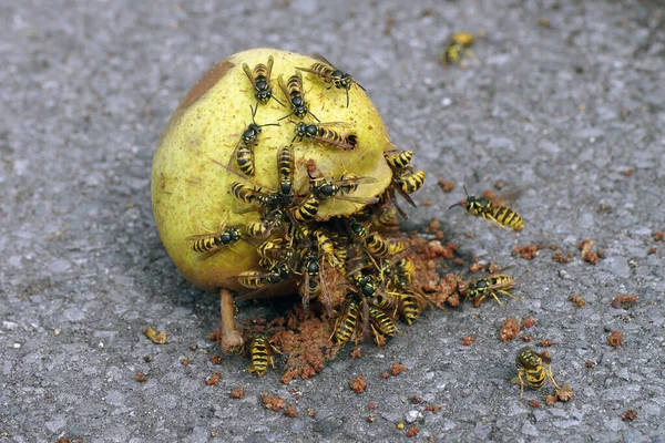 Many Wasps Eat Rotten Pear Dangerous Insects Summer — Stock Photo, Image