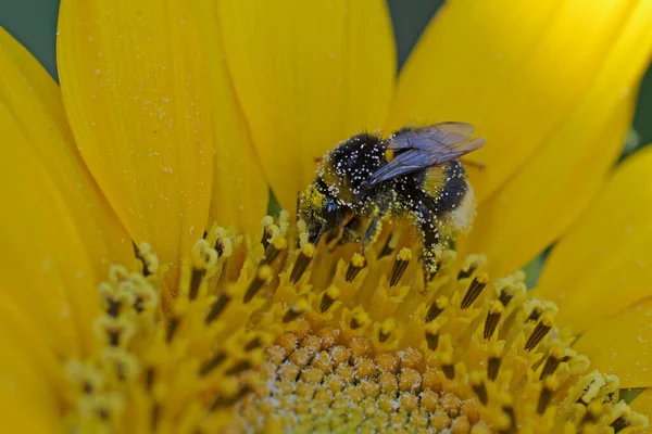 Bee Yellow Flower Pollen — Stock Photo, Image